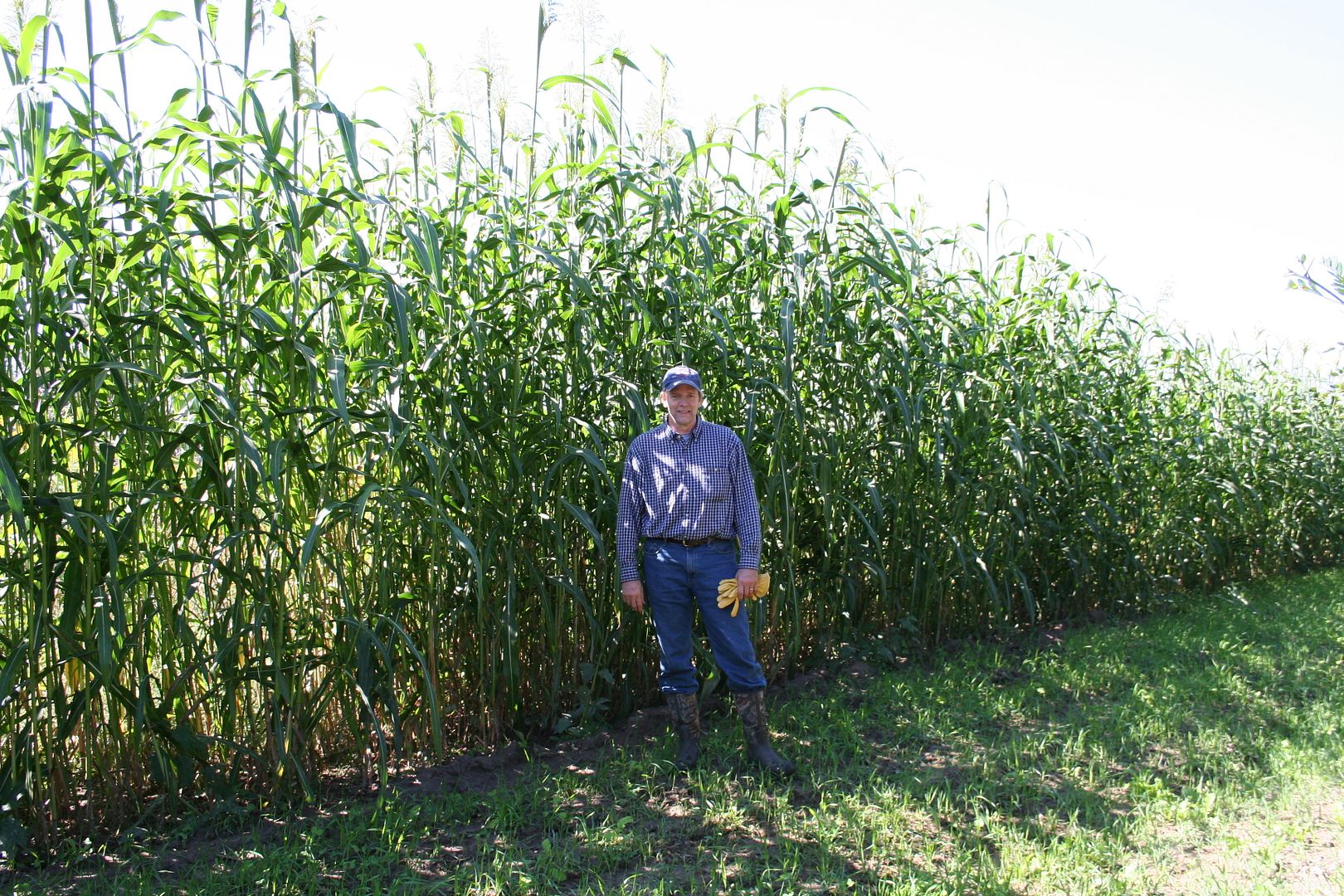 Egyptian Wheat Page 5 Iowawhitetail forums